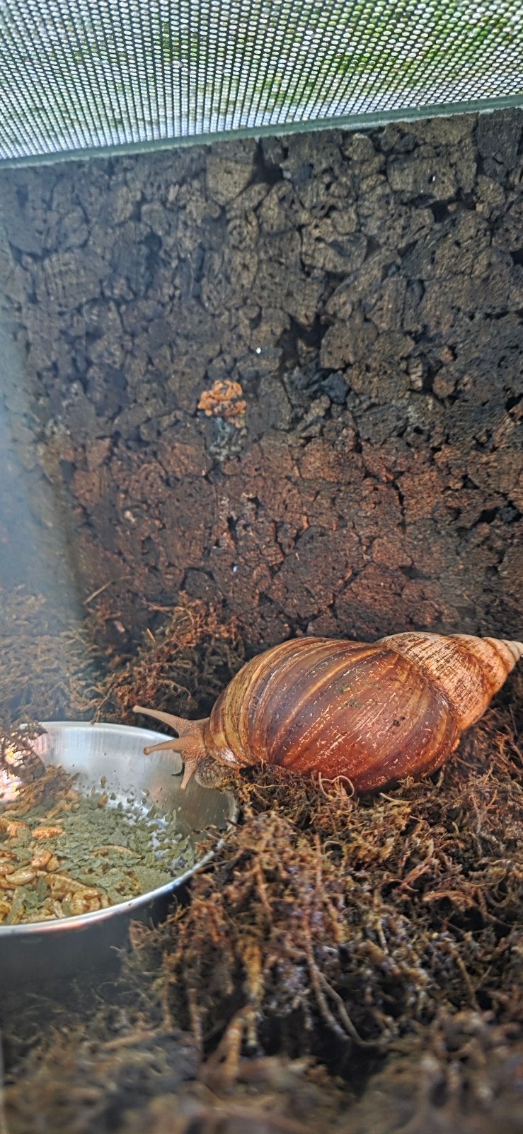 afrikaanse agaatslakken inclusief terrarium