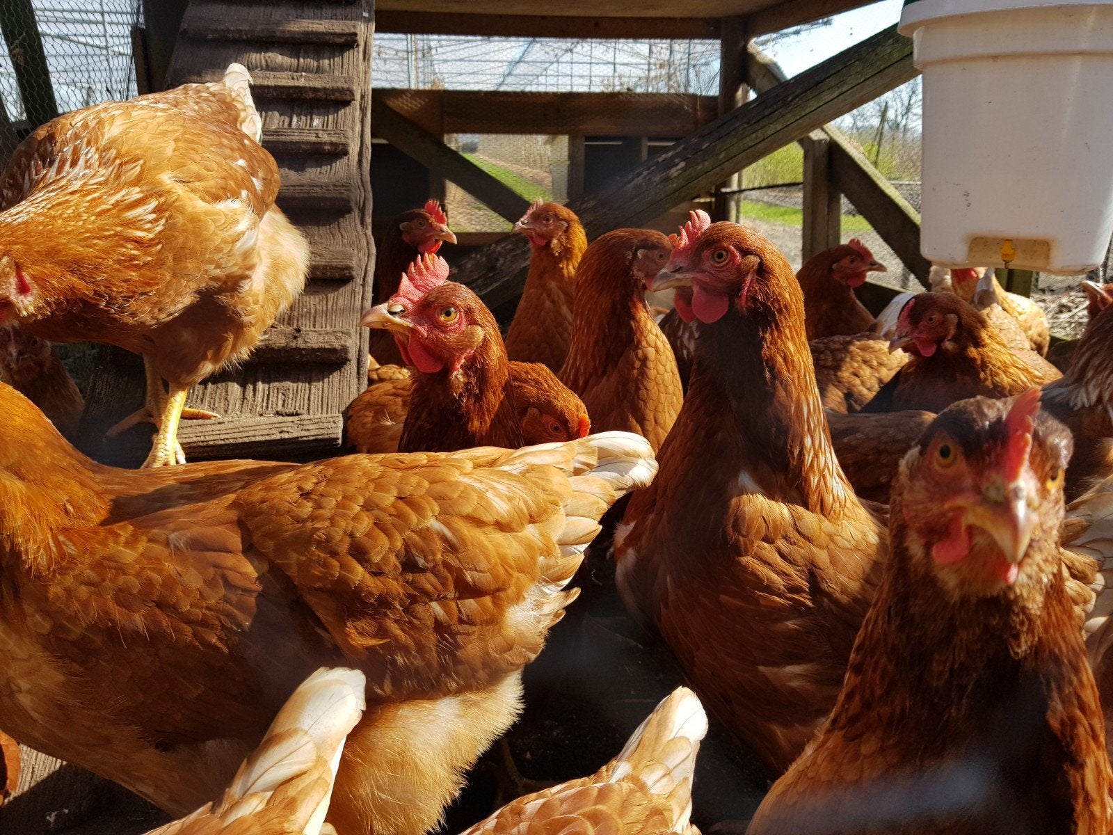GRATIS af te halen, leghennen 2 jaar oud, Meerdere dieren, Kip