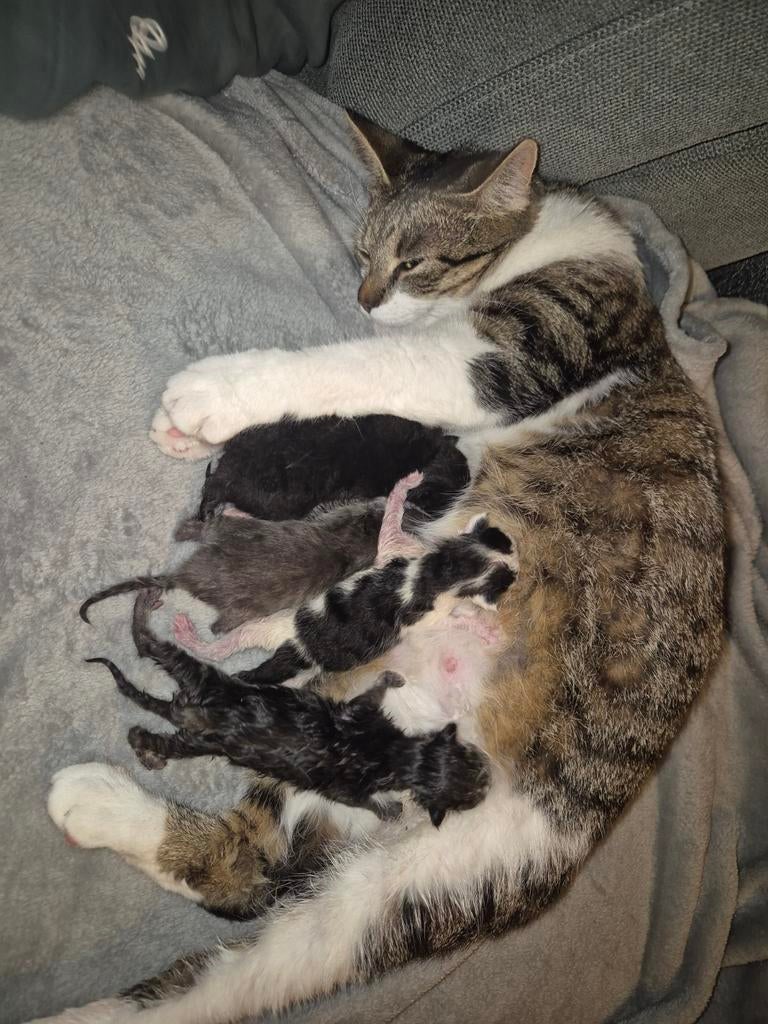 Kitten te koop, nog 1 beschikbaar!, Dieren en Toebehoren, Katten en Kittens | Overige Katten, Meerdere dieren