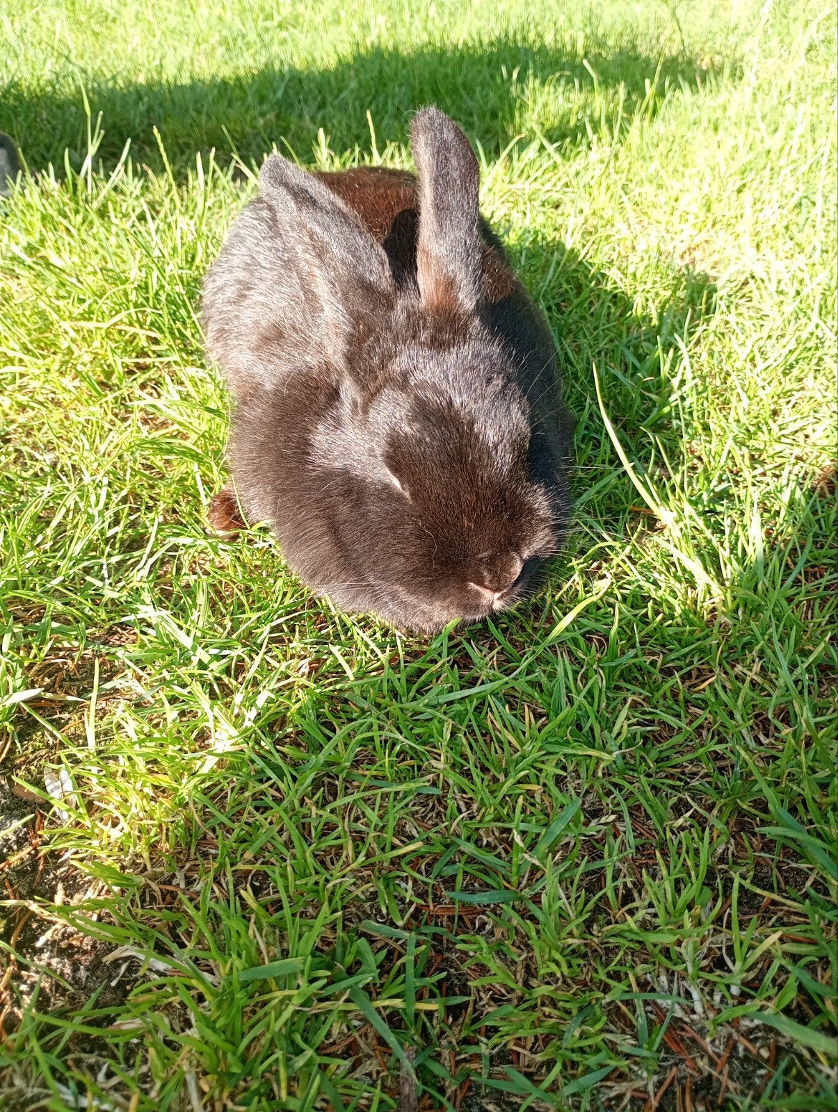 2 lieve zwarte vrouwtjes konijnen, Dieren en Toebehoren, Vrouwelijk, Middelgroot