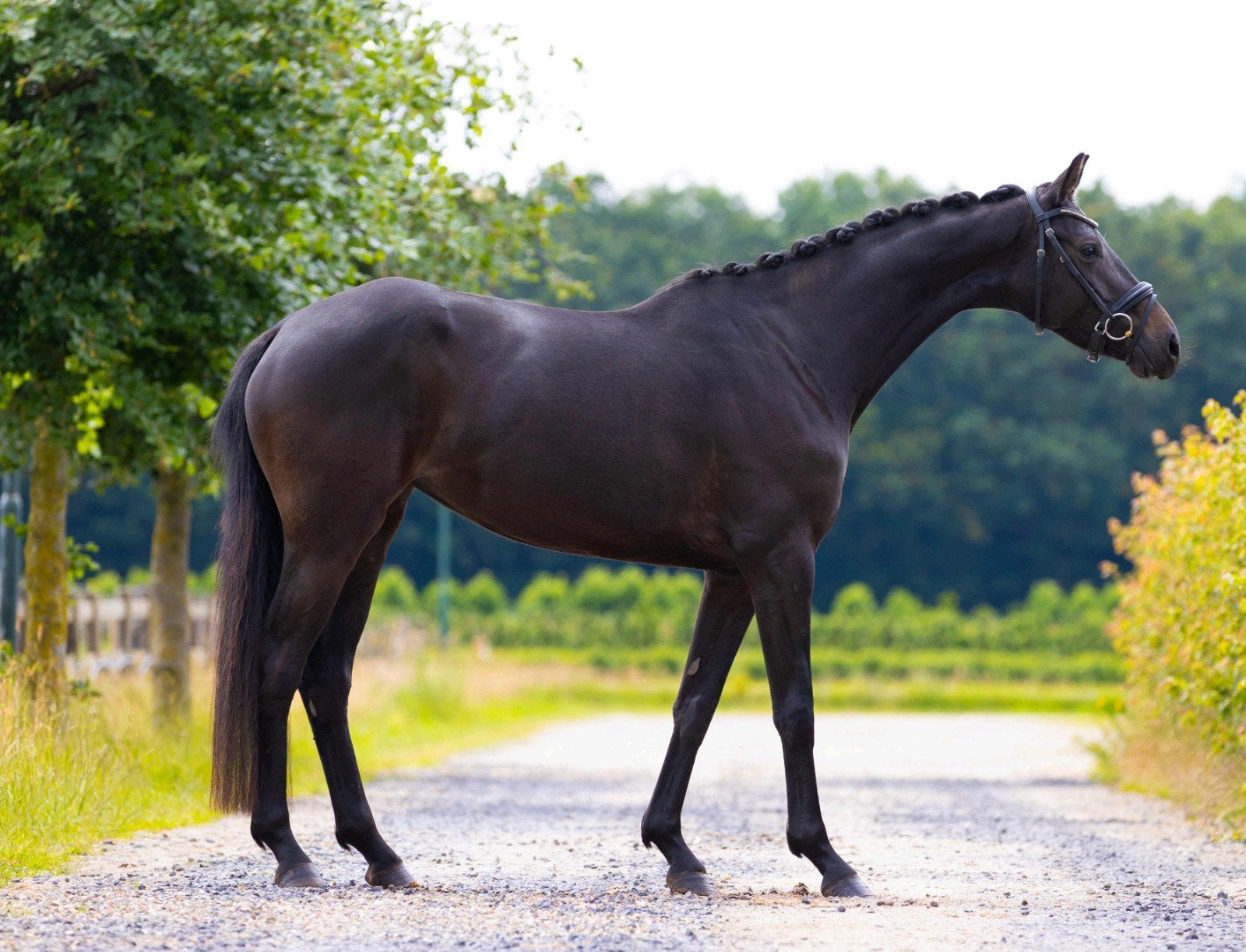 Prachtige McLaren dressuurmerrie, Dieren en Toebehoren, Merrie, Met stamboom, Dressuurpaard, Zadelmak