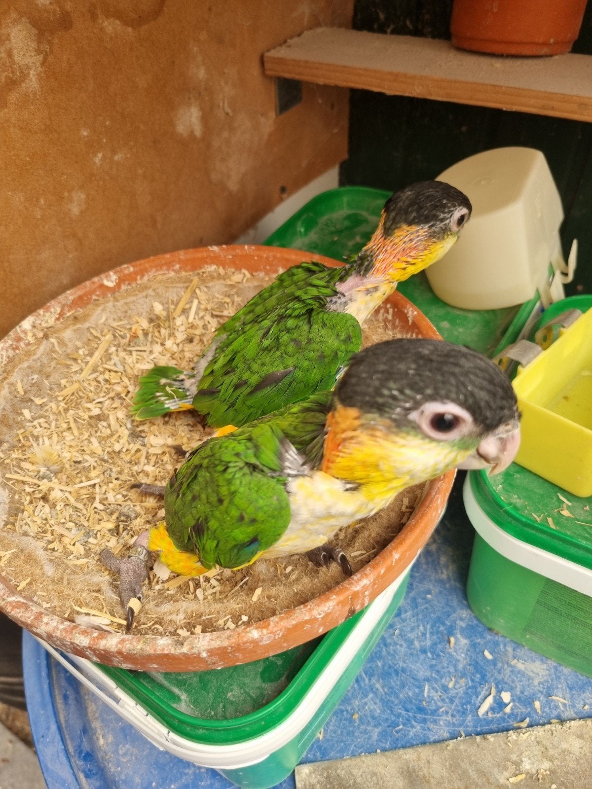 Zwartkop Caique, Dieren en Toebehoren, Vogels | Parkieten en Papegaaien, Geslacht onbekend, Parkiet, Tam