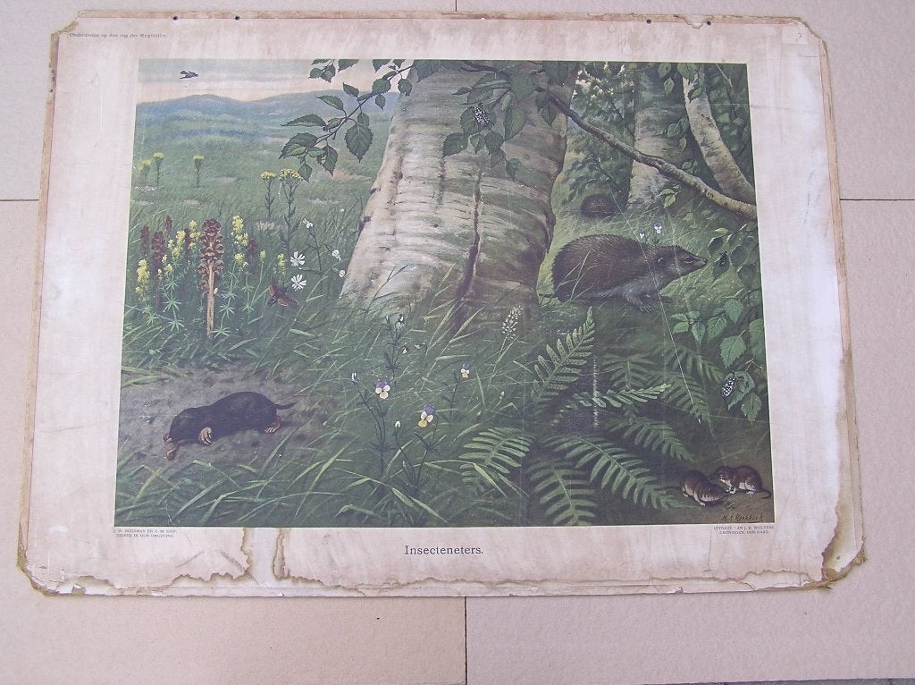 Schoolplaat Insecteneters / Reptiliën, Antiek en Kunst, Antiek | Schoolplaten, Ophalen, Natuur en Biologie