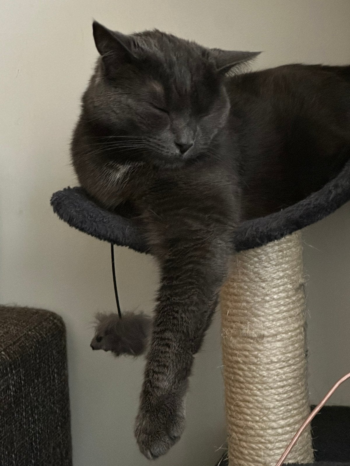 3 katten, 2 x zwart 1 x grijs, Poes