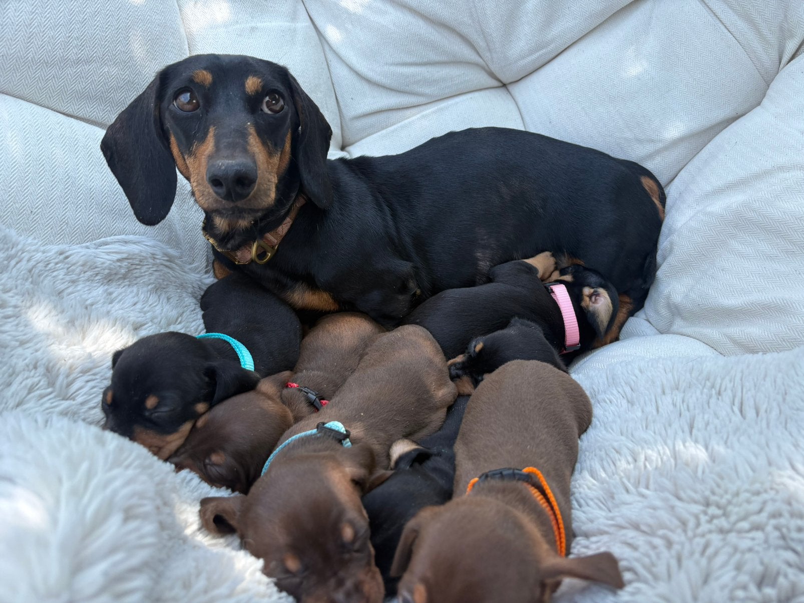 Lieve dwerg teckel pups, Dieren en Toebehoren, Parvo, 8 tot 15 weken, Korthaar, Dwerg