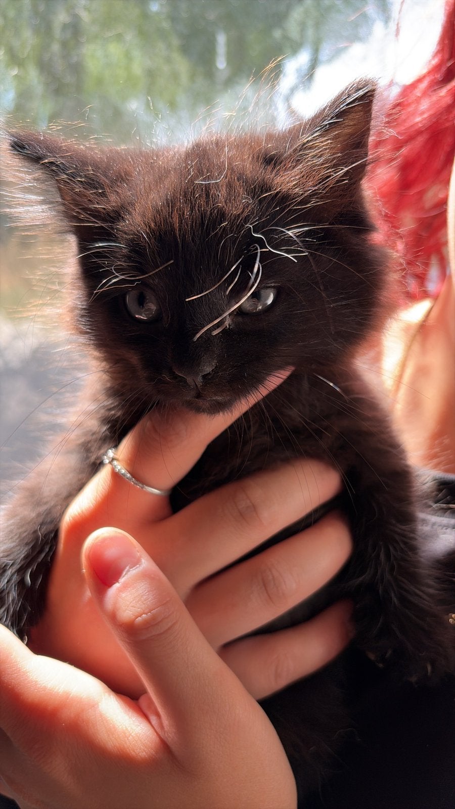 Kittens 4 van 2 nestjes, Meerdere dieren