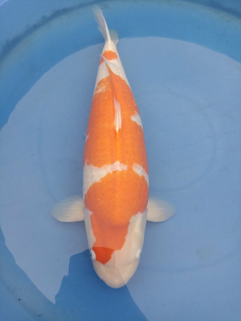 Japanse koi hoge kwaliteit, Karper of Koi