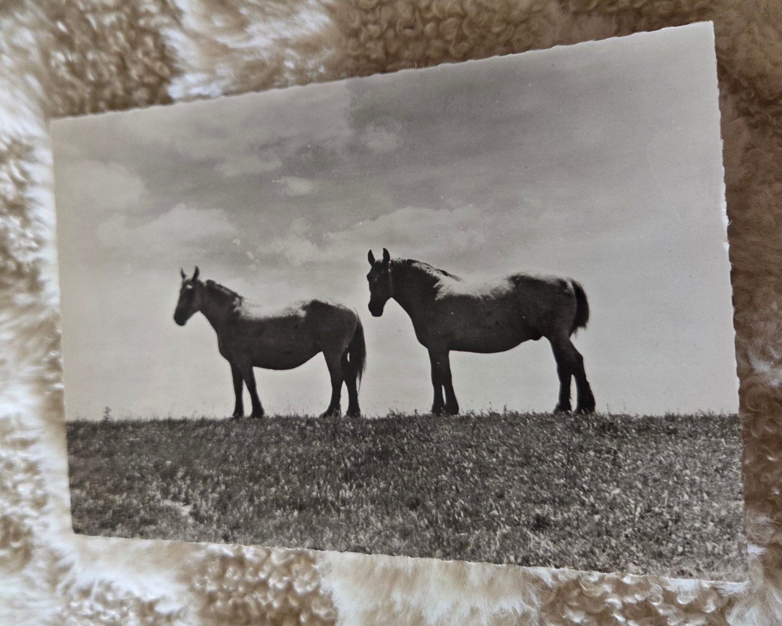 Vintage ansichtkaart van twee paarden - Zeldzaam en uniek, Verzamelen, Verzenden, 1960 tot 1980, Gelopen, Paard