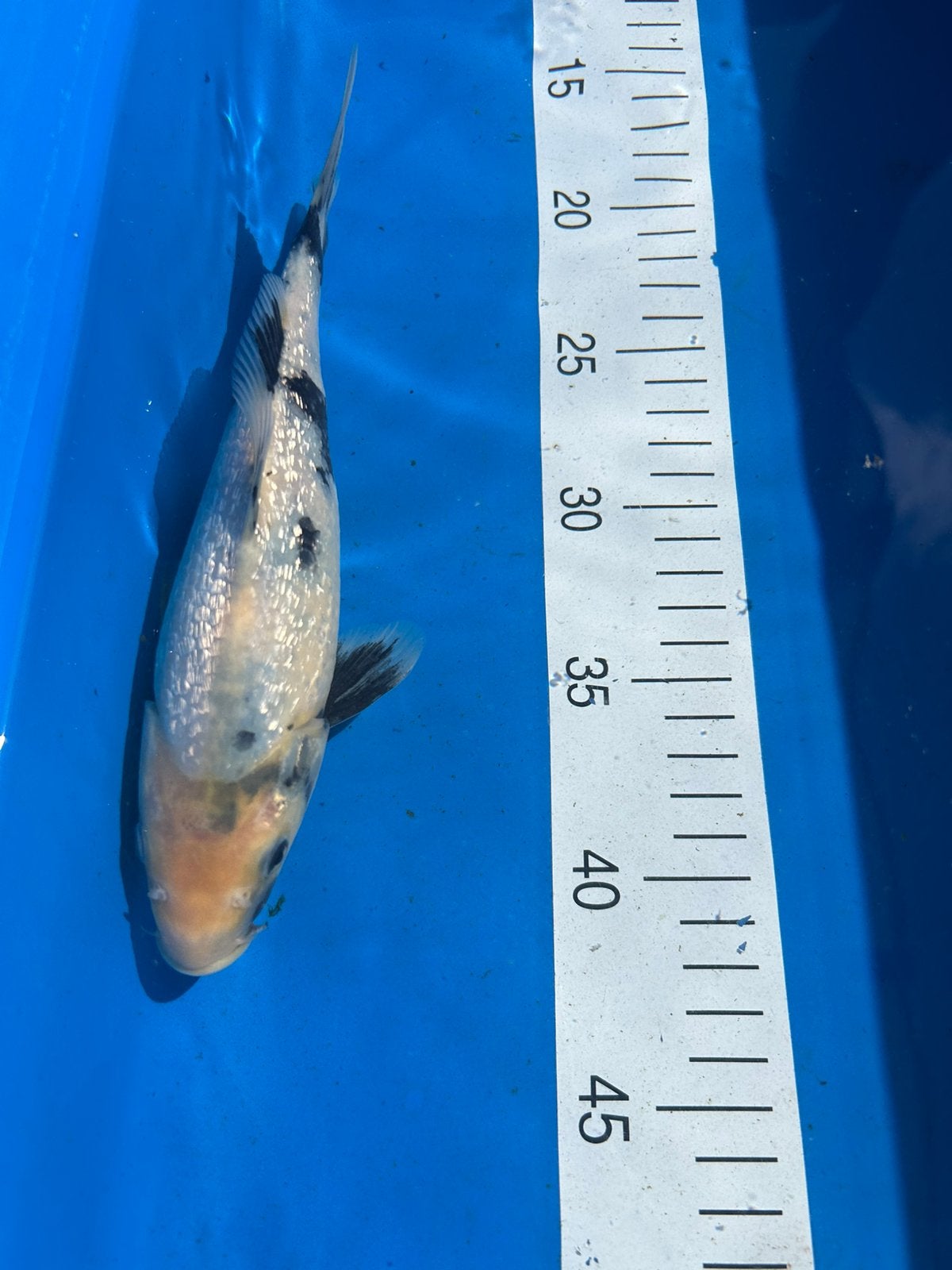 Ginrin shiro utsuri 24 cm, Karper of Koi