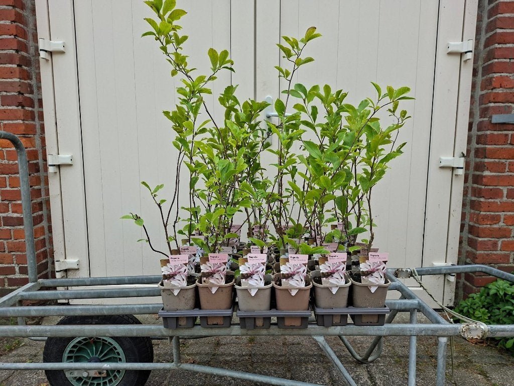 Volop voorraad! Magnolia 'George Henry Kern' (Beverboom)!, Ophalen, Overige soorten, Struik, 100 tot 250 cm