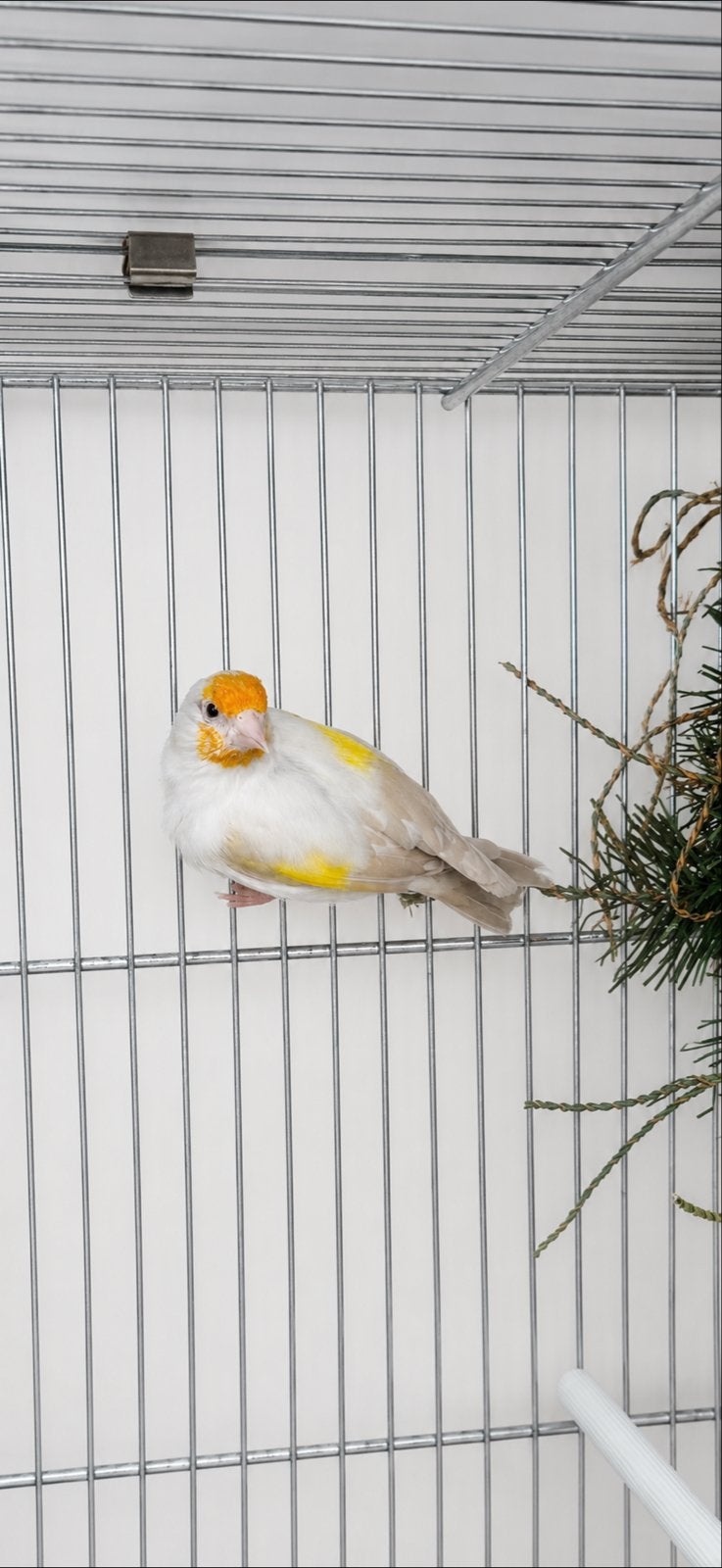 Prachtige majoor putter satinet pop met dna., Vrouwelijk, Wildzangvogel