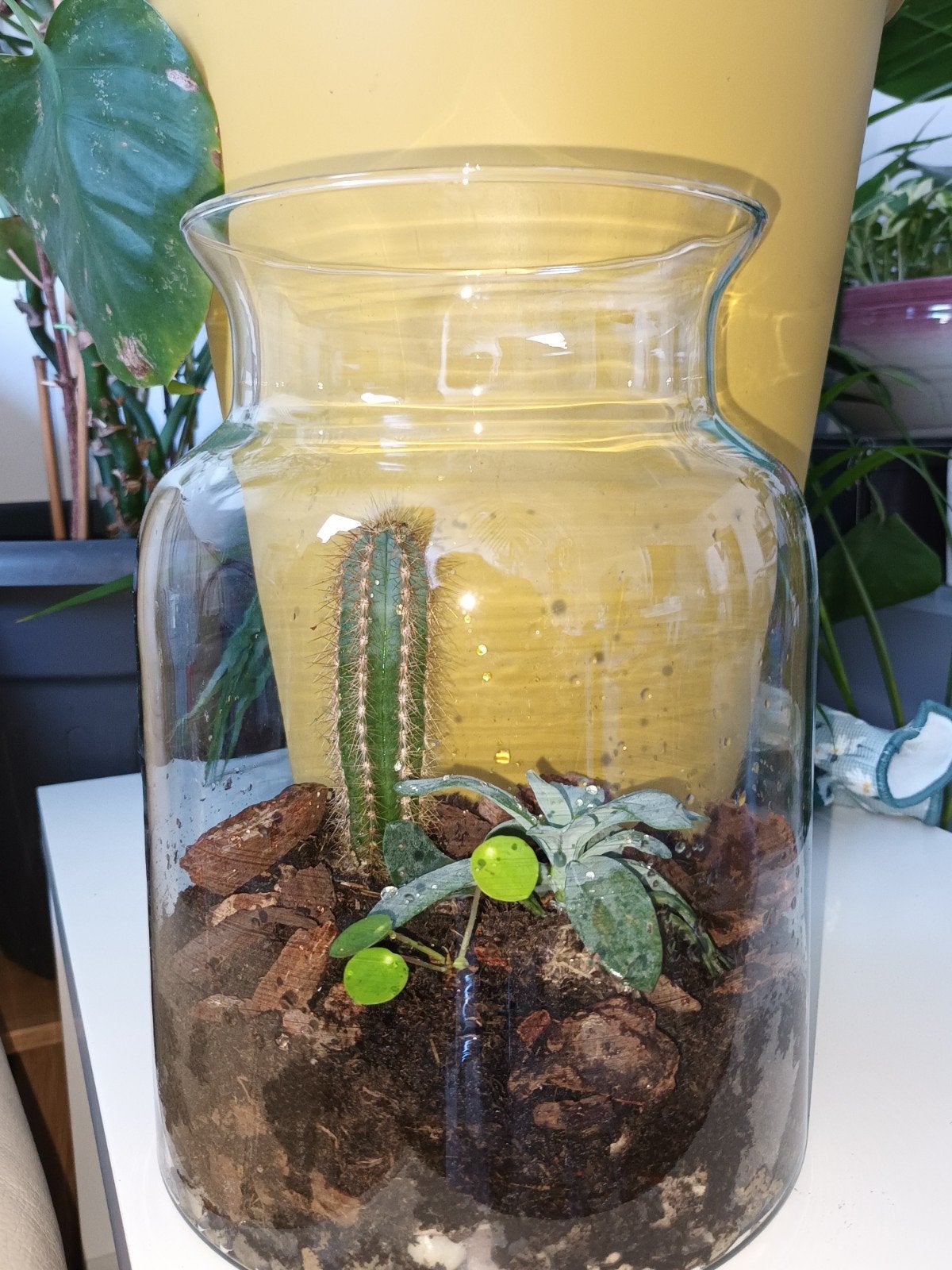 Uniek Terrarium met Kamerplanten, Overige soorten, Vaste plant, Ophalen of Verzenden, Bloeit niet