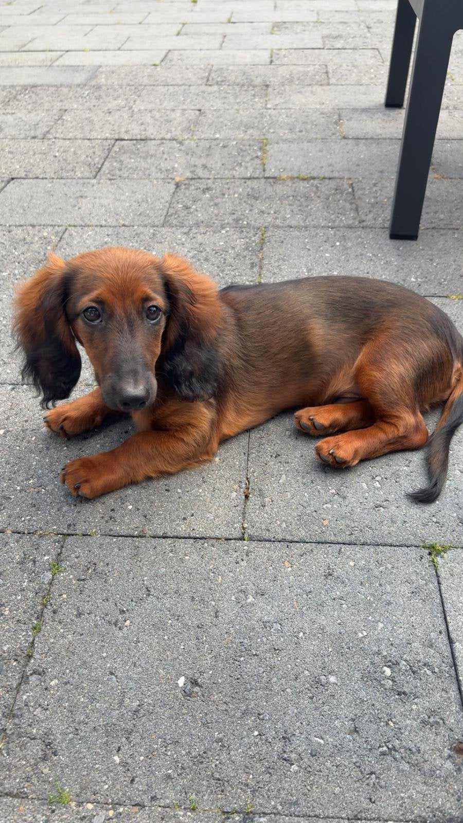 Dwerg teckel puppy langharig, 15 weken tot 1 jaar, Reu, Dwerg, Langhaar
