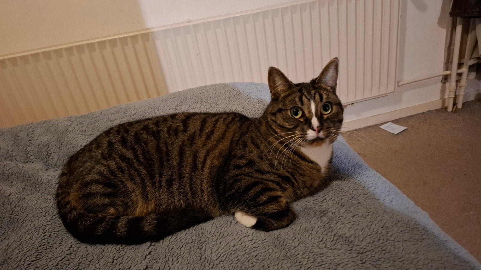 kater, Dieren en Toebehoren, Kater, Gechipt, 0 tot 2 jaar