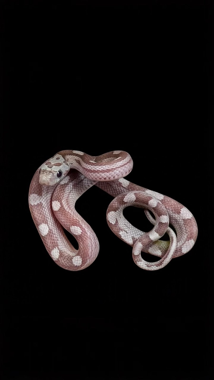 Verschillende varianten jonge rattenslangen Rat Snake photo 2