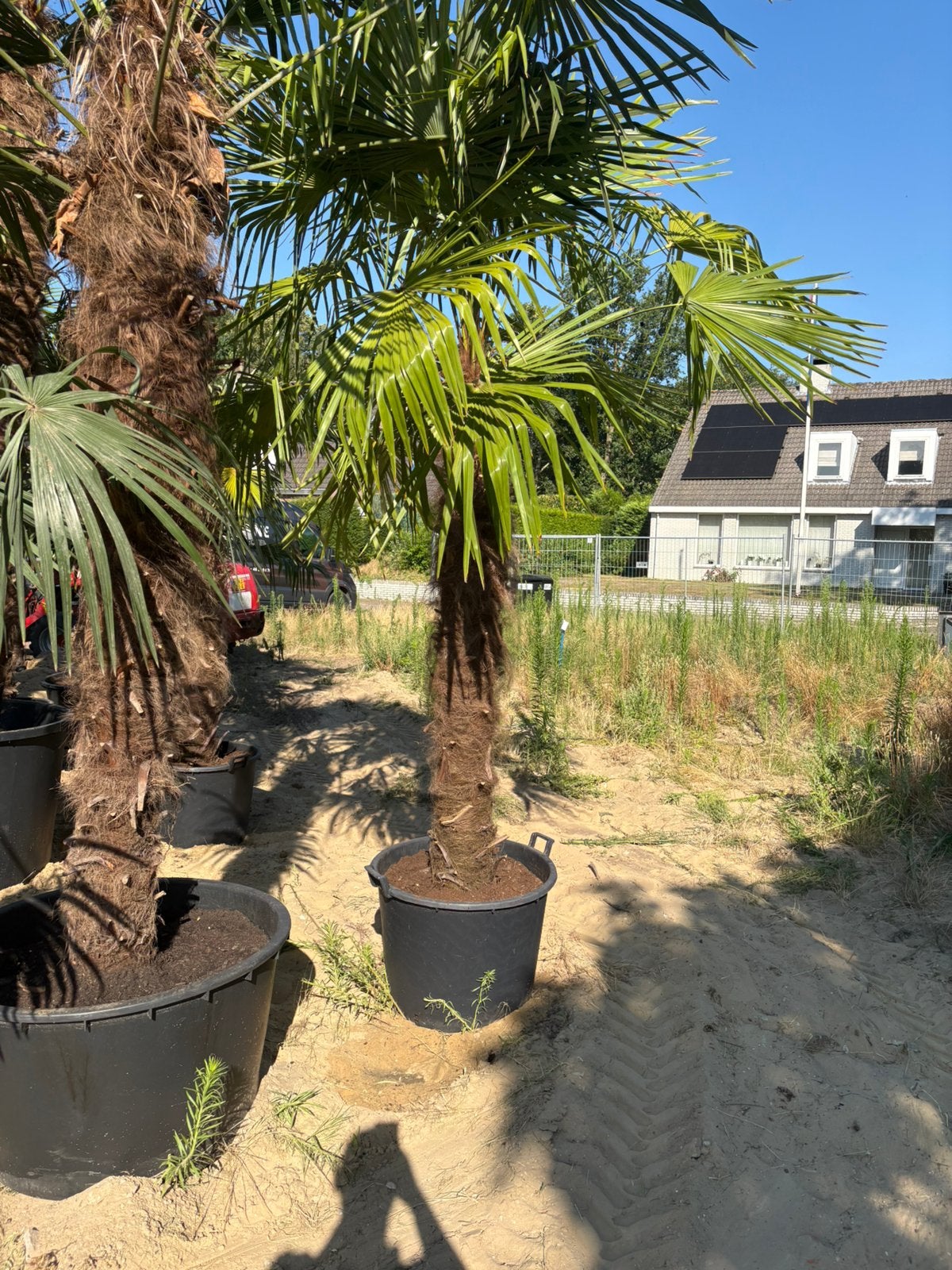 Palmboom - Trachycarpus fortunei, 100 tot 250 cm, Zomer, Palmboom, Ophalen