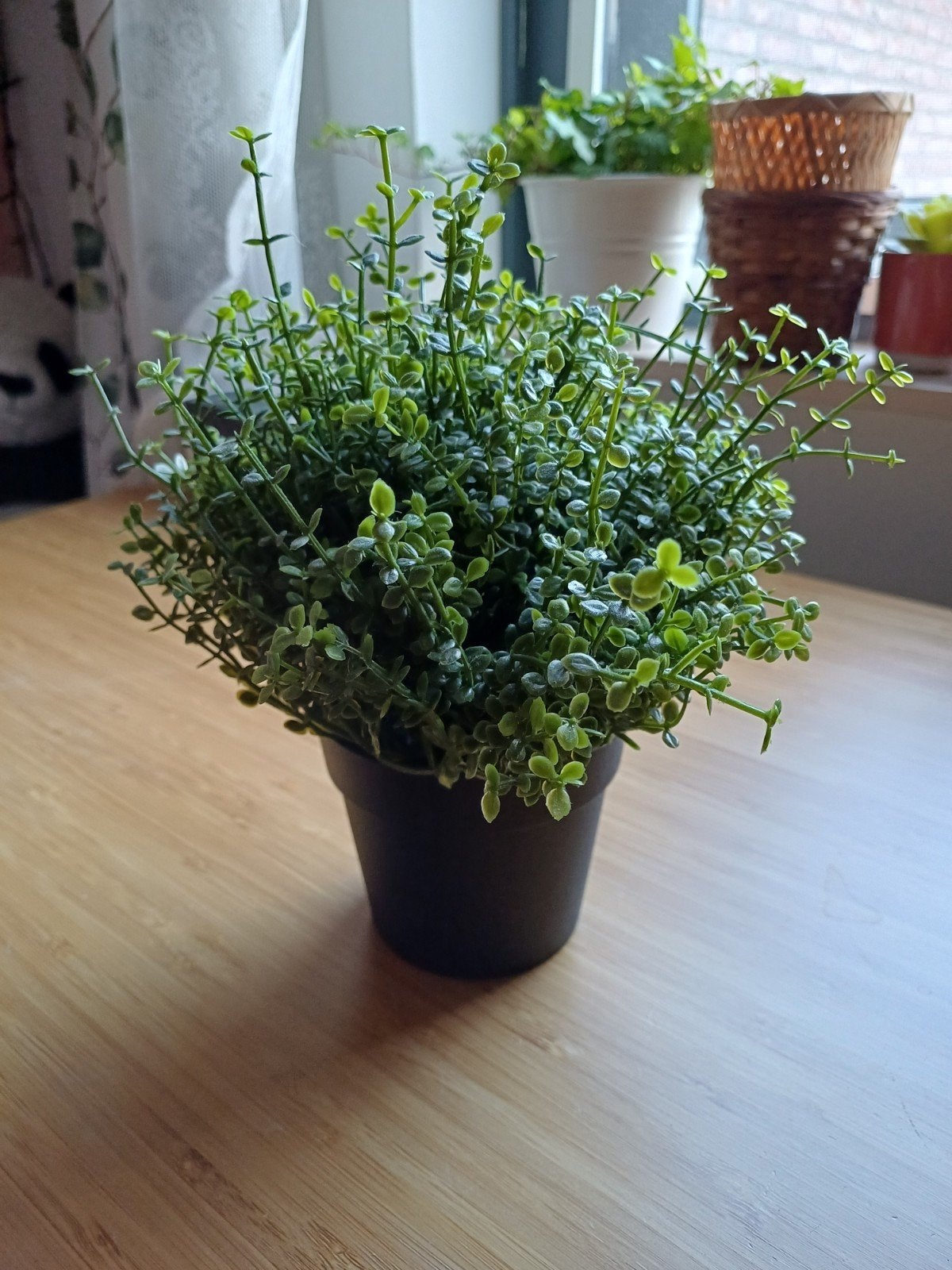 IKEA Kunstplant Fejka - Groen, 12 cm hoog, Ophalen, Binnen, Groen, Zo goed als nieuw