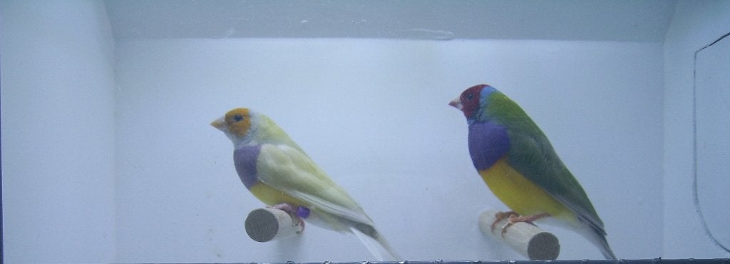 Te Koop koppel Gouldamadine, Dieren en Toebehoren, Meerdere dieren, Tropenvogel