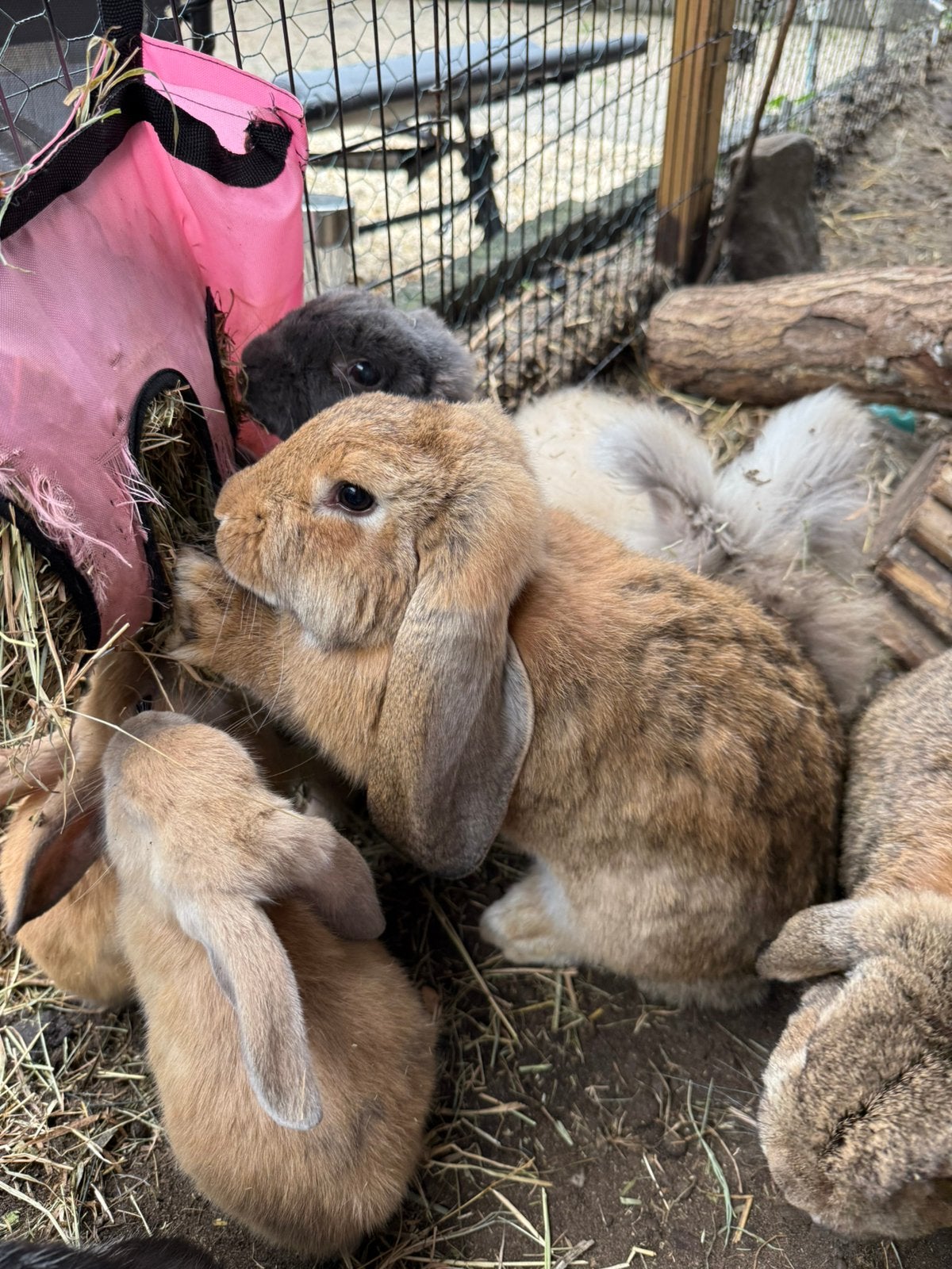 Fransehangoor voedster, Dieren en Toebehoren, Konijnen, Vrouwelijk, Middelgroot, Hangoor, 0 tot 2 jaar