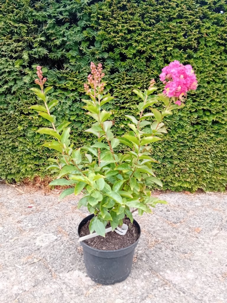 Lagerstroemia Tuscarora, Overige soorten, Volle zon, Vaste plant, Ophalen of Verzenden