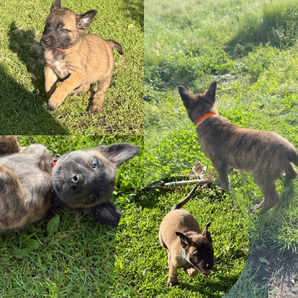 Mechelse x Hollandse herder pups met paspoort, Dieren en Toebehoren, Parvo, 8 tot 15 weken, Meerdere, Meerdere dieren