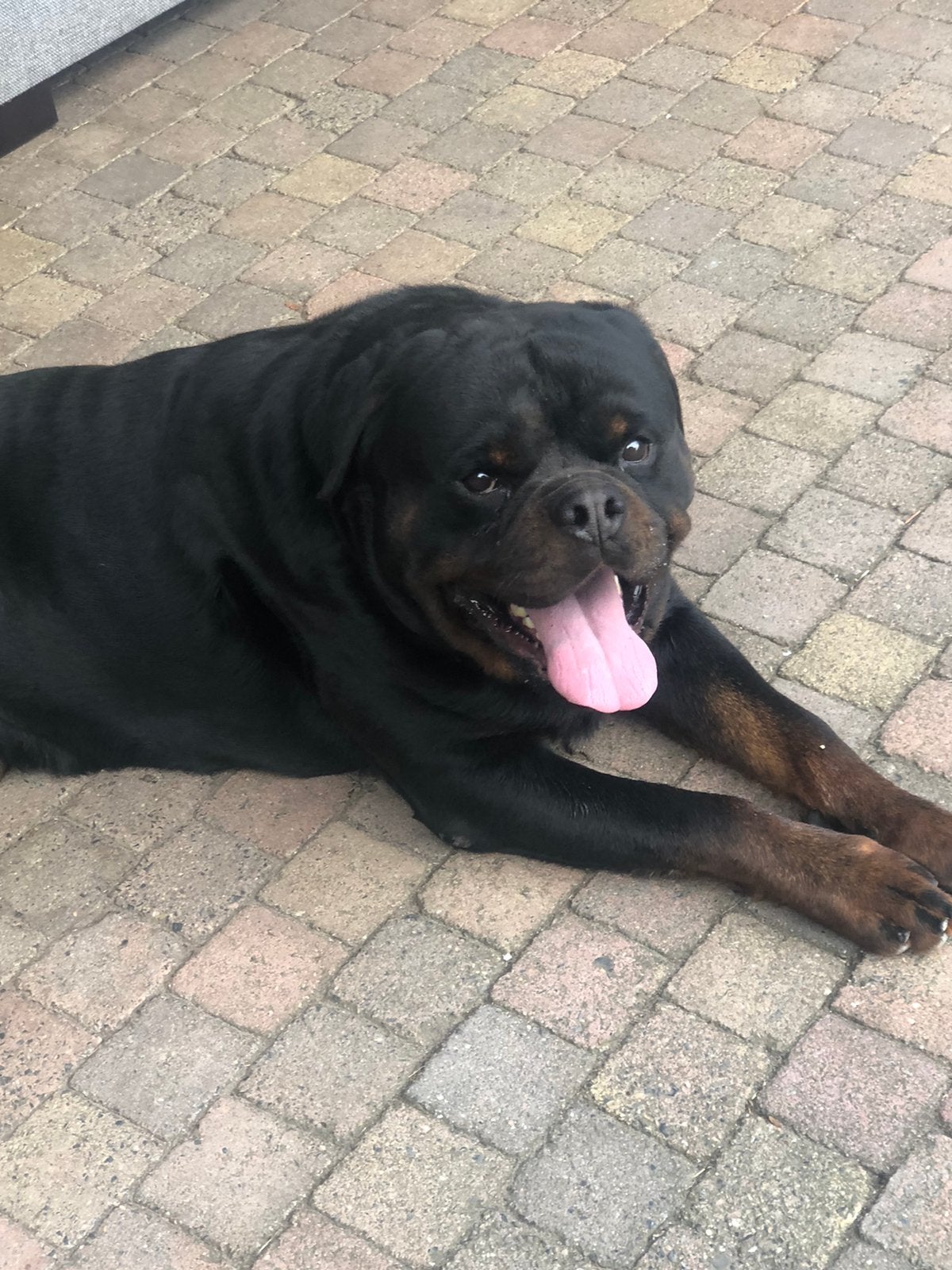 Zeer mooie rottweiler reu (4jaar oud), Dieren en Toebehoren, Honden | Niet-rashonden, Particulier, Reu, Buitenland, Groot