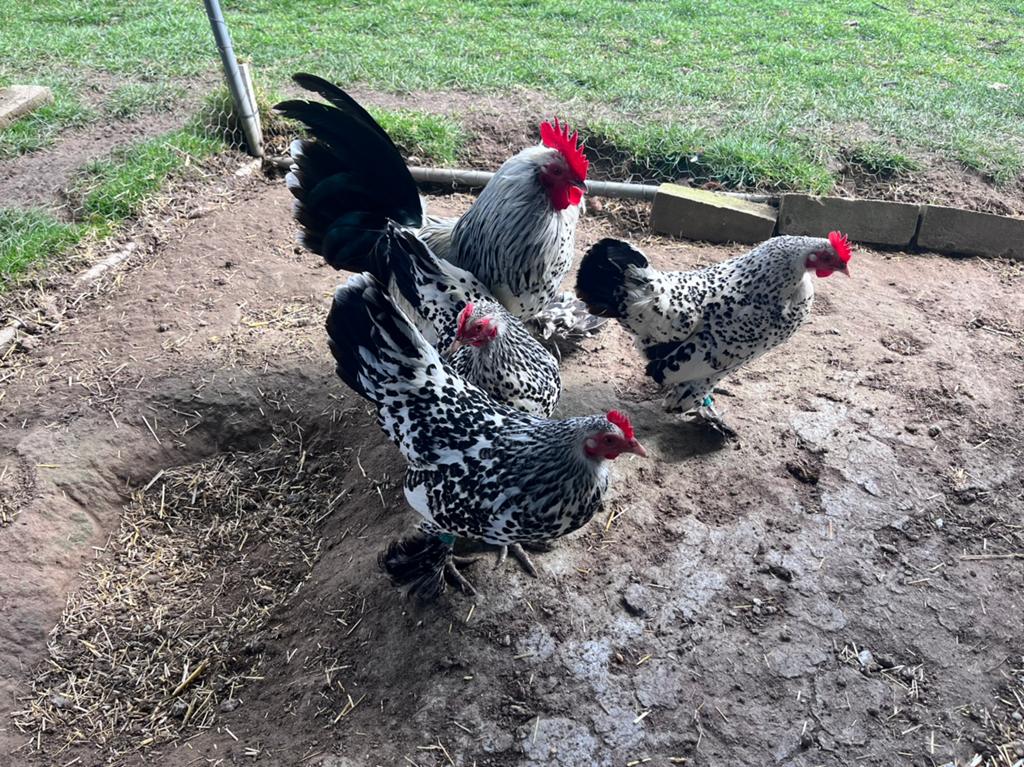 Broedeieren sabelpootkriel - zilver porslein, Dieren en Toebehoren, Pluimvee, Geslacht onbekend, Kip