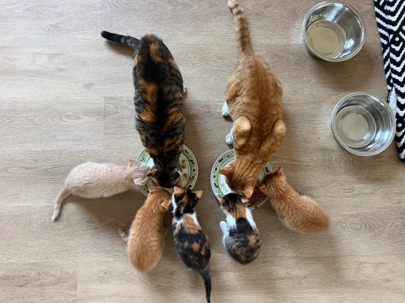 Boerderijkittens in Enkhuizen, Dieren en Toebehoren, Meerdere dieren, Kortharig, 0 tot 2 jaar