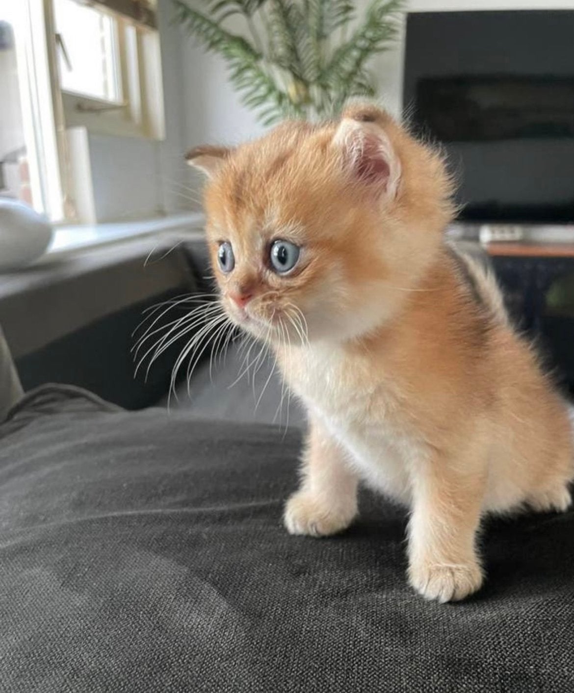 Britse korthaar!!, Dieren en Toebehoren, Katten en Kittens | Raskatten | Langhaar, Kater