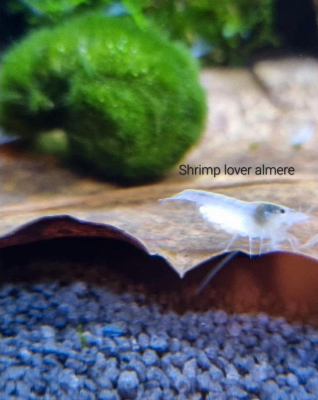 neocaridina White Pearl garnalen, Dieren en Toebehoren, Kreeft, Krab of Garnaal, Zoetwatervis