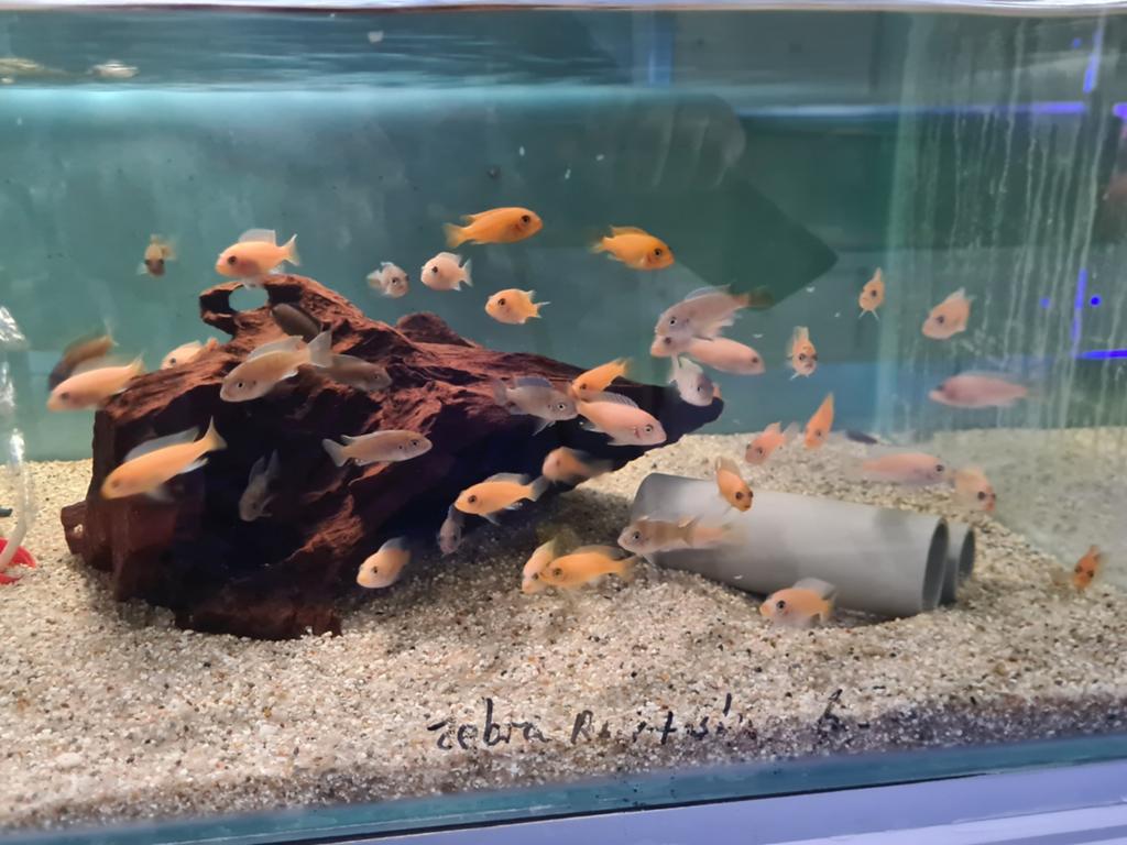 Metriaclima zebra rood en blauw Malawi Cichliden, Vis, Zoetwatervis