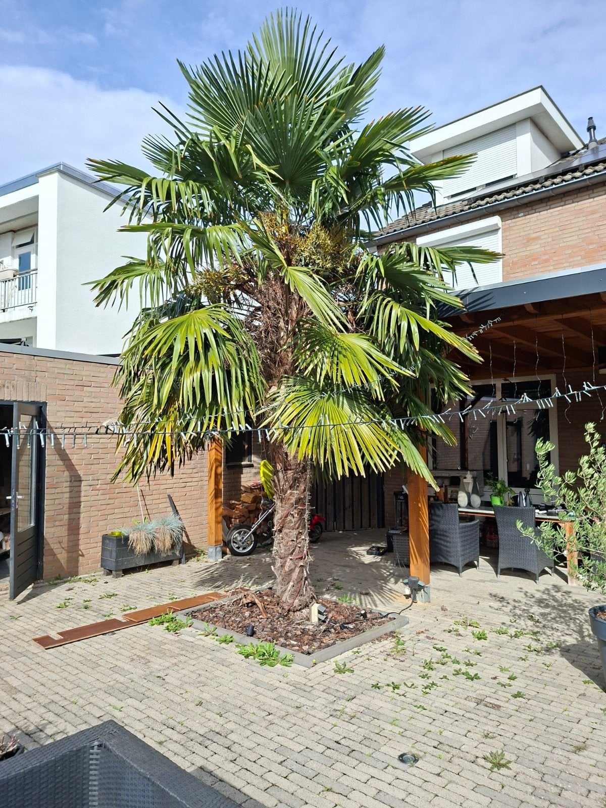 Grote Trachycarpus palmboom - zelf uitgraven, Ophalen