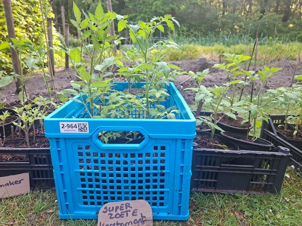 Biologische groenteplanten, oa tomaten, sla, palmkool, Tuin en Terras, Planten | Tuinplanten, Ophalen, Eenjarig, Groenteplanten