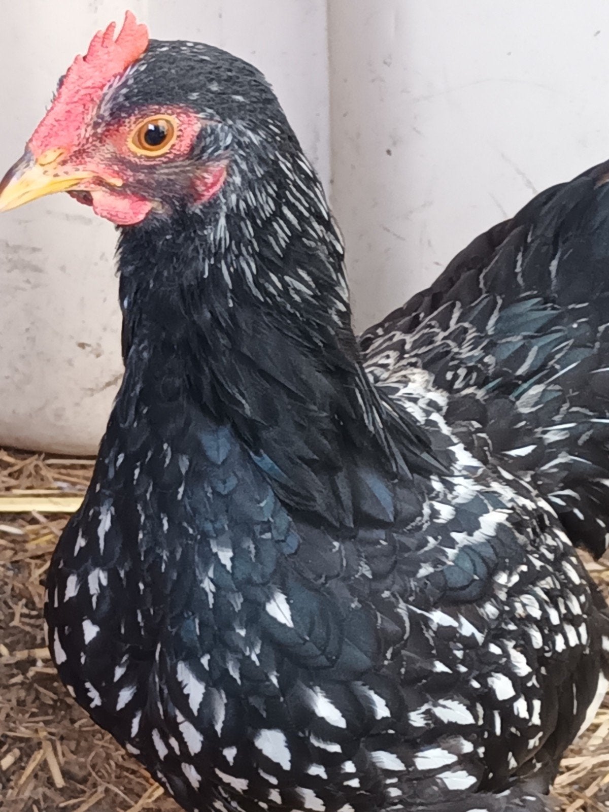 Barnevelder kriele haan, Dieren en Toebehoren, Pluimvee, Mannelijk, Kip