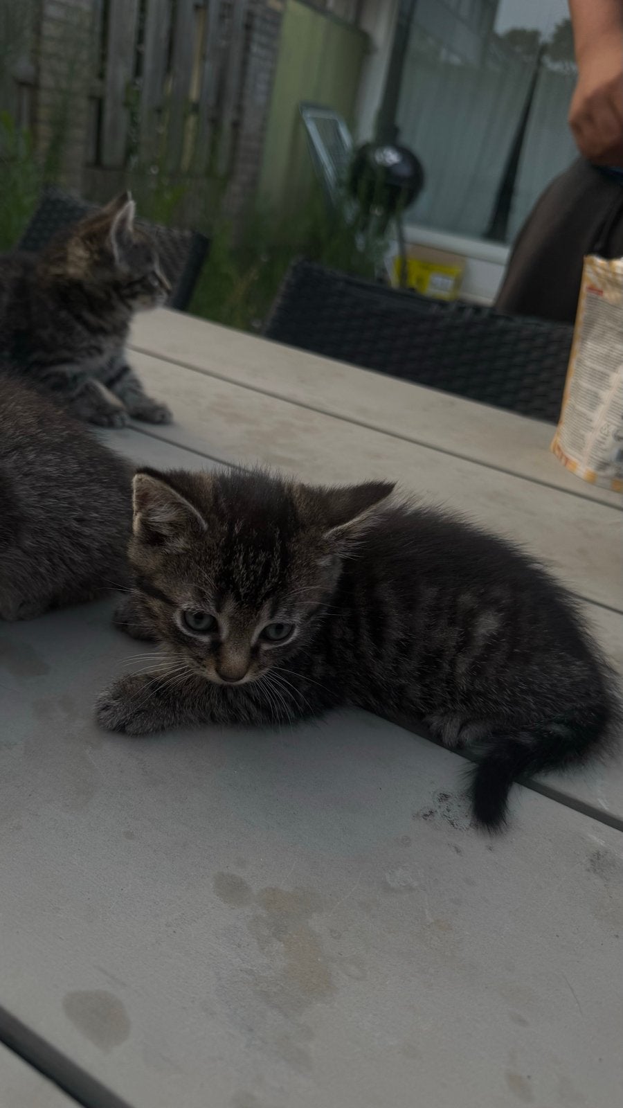 Schattige kittens te koop – 2,5 maanden oud, Meerdere dieren