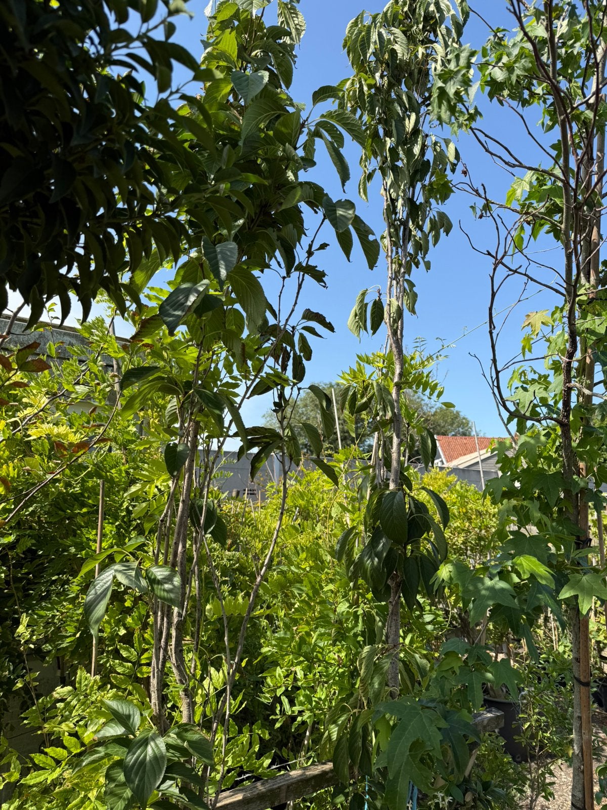 Japanse sierkers stevige bomen nog 1 dan is het op grotekuip, Lente, Minder dan 100 cm, Zuilboom, Ophalen