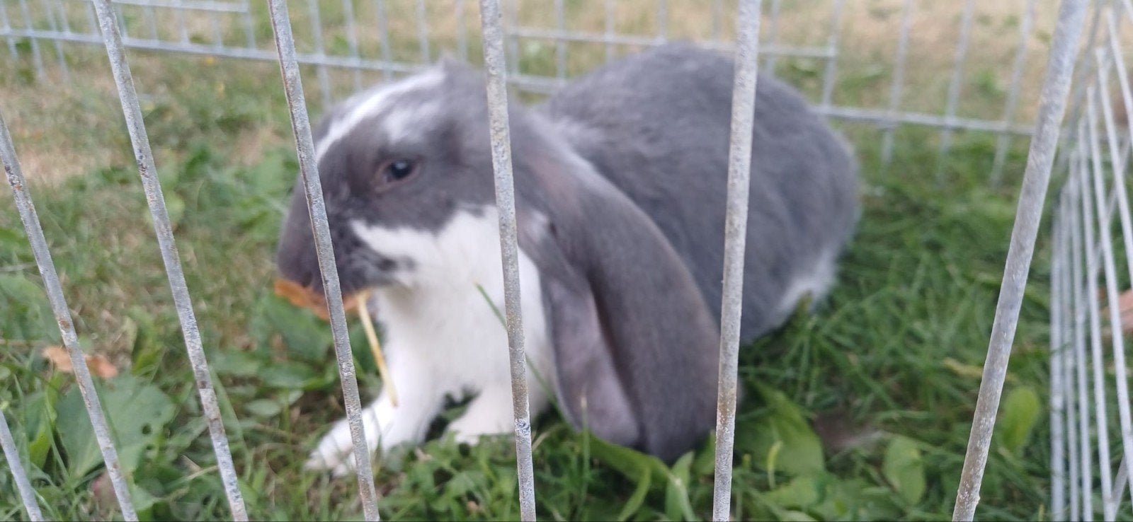 Engelse hangoor voedstertje., Dieren en Toebehoren, Vrouwelijk, Middelgroot, Hangoor