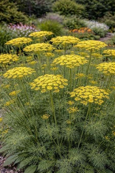 Bio zaden Kruid/gewone venkel - Foeniculum vulgare, Verzenden, Voorjaar, Volle zon, Zaad
