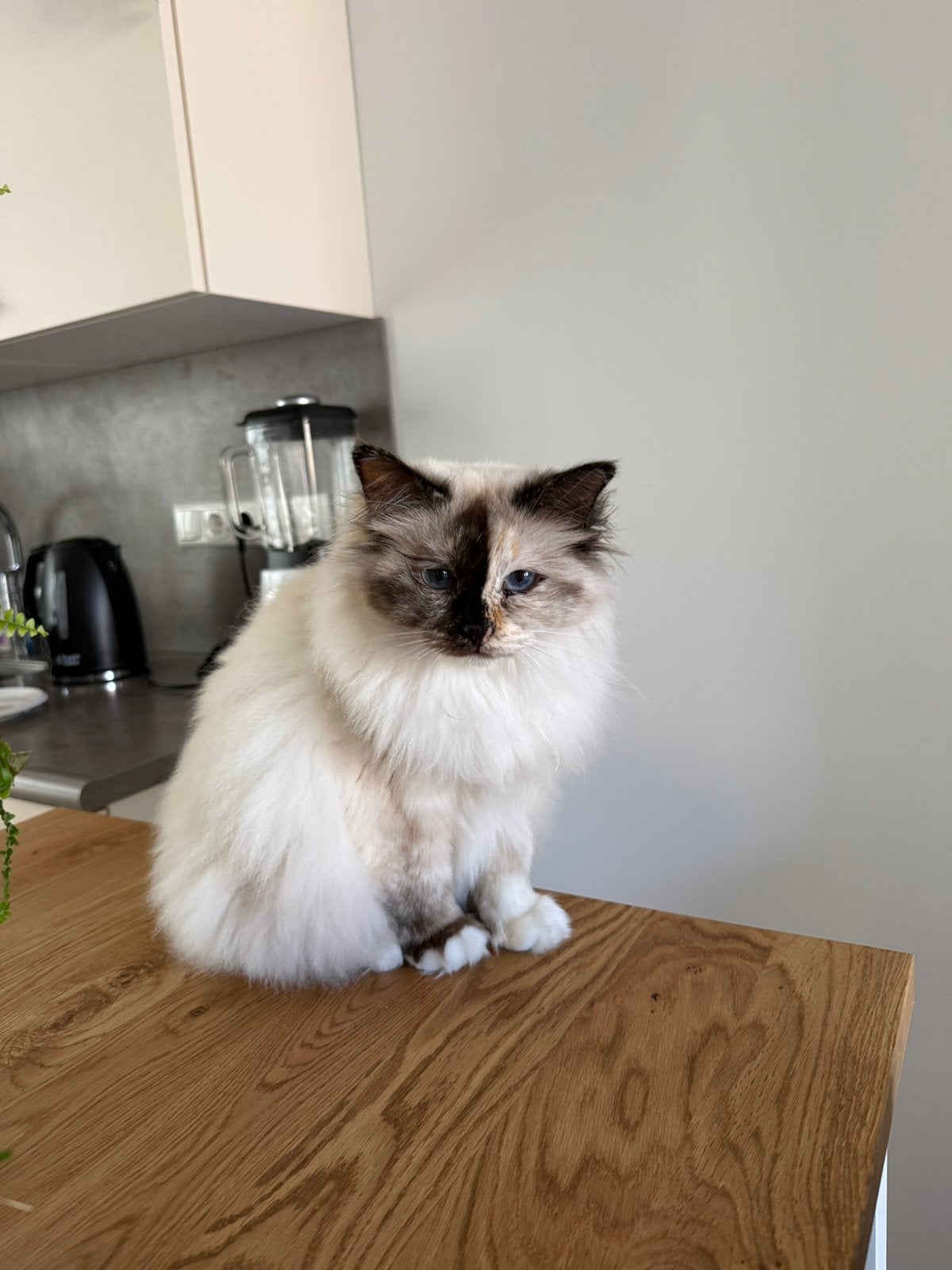 Heilige Birmaan poes, Poes, Met stamboom, 3 tot 5 jaar