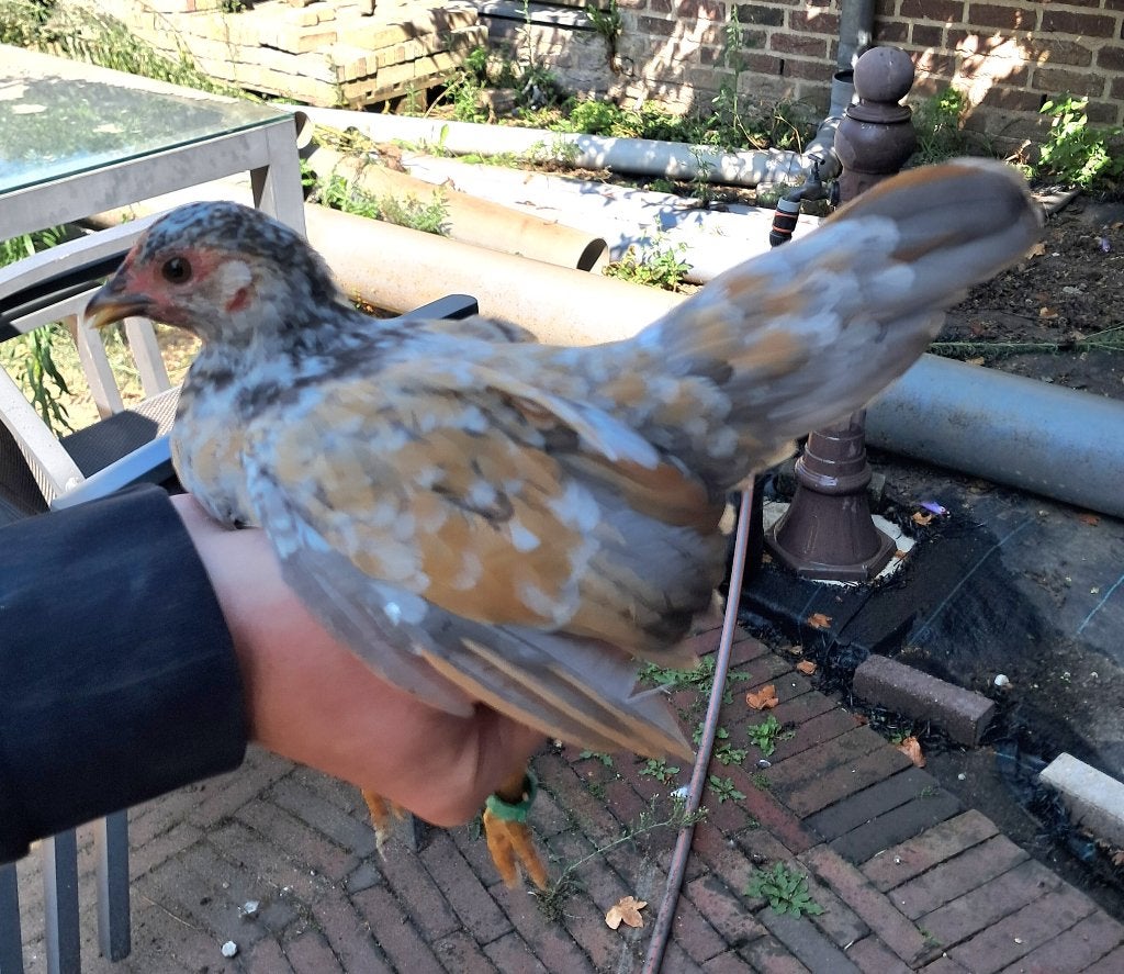3 serama hennen, Dieren en Toebehoren, Vrouwelijk, Kip