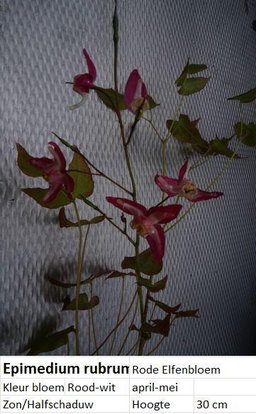 Planten voor een PRIKKIE, Overige soorten, Volle zon, Vaste plant, Ophalen of Verzenden
