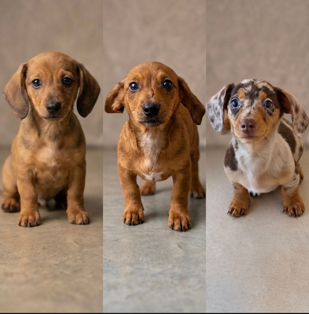 Teckel puppys mogen verhuizen, CDV (hondenziekte), 8 tot 15 weken, Korthaar, Dwerg