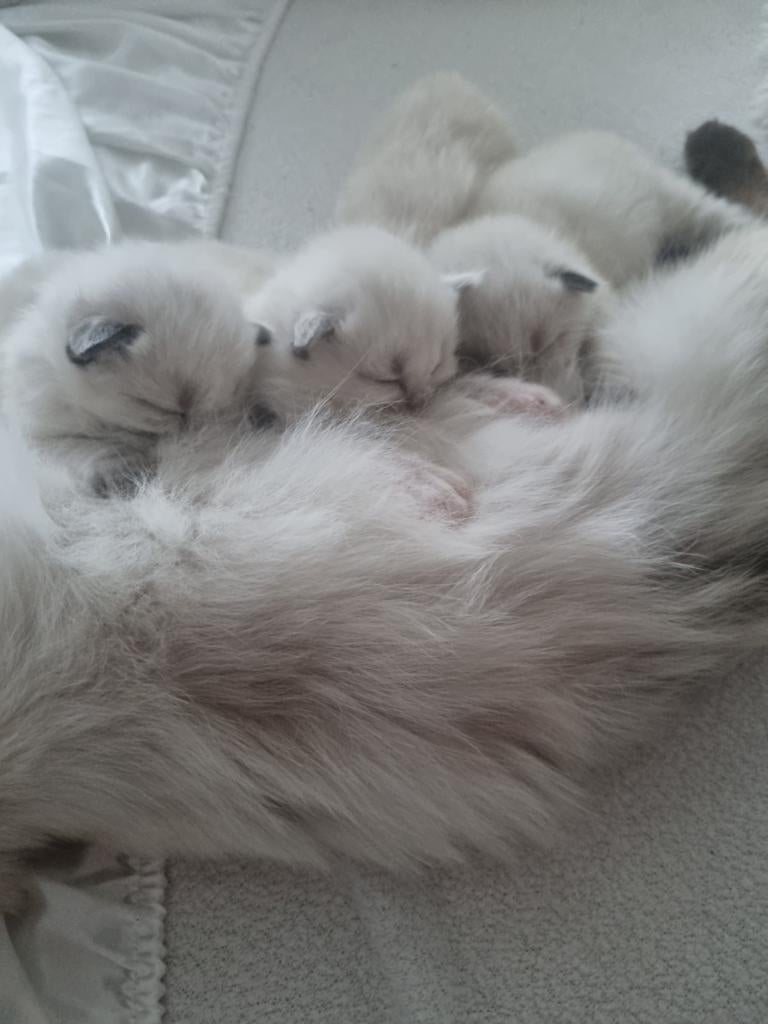 Ragdoll kitten te koop, Dieren en Toebehoren, Katten en Kittens | Raskatten | Langhaar, Poes