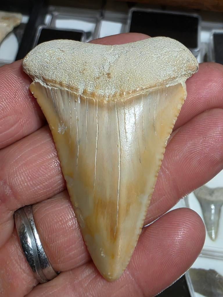 Zeer grote Carcharodon carcharias uit baja Mexico 6,5 cm., Ophalen of Verzenden, Fossiel