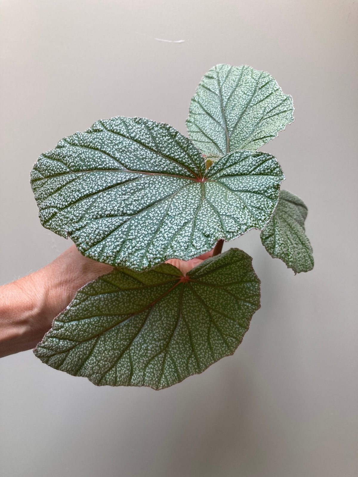 Gewortelde stek begonia Sinbad, Ophalen of Verzenden, Halfschaduw, Minder dan 100 cm