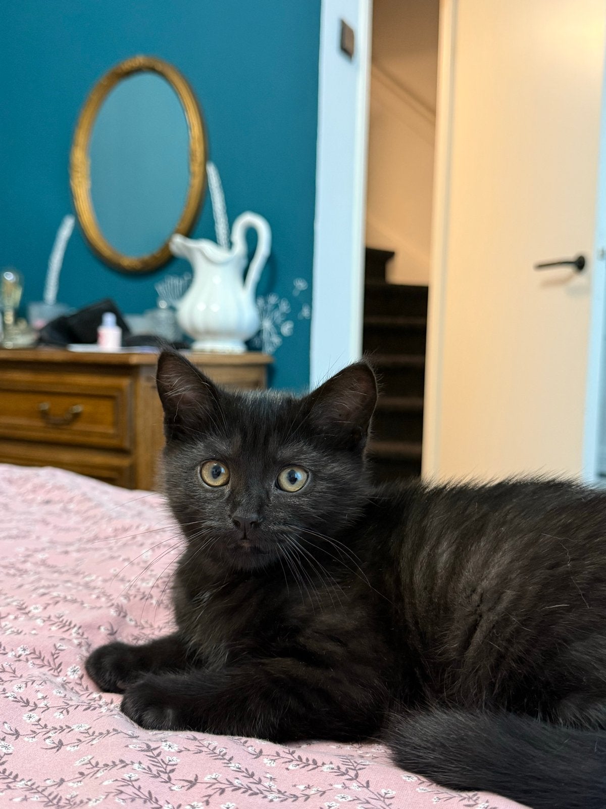 mannelijke kat te koop, Kater