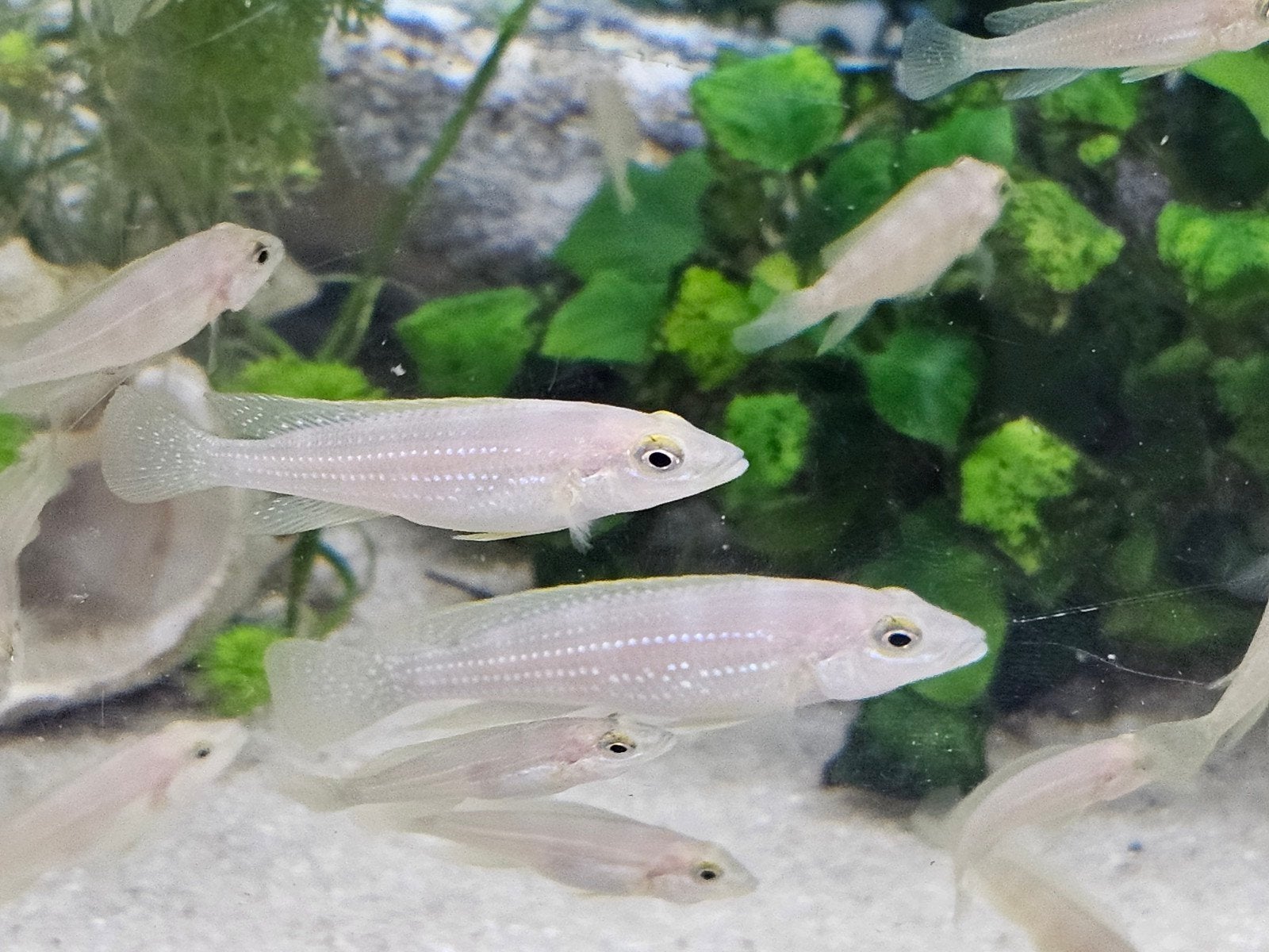 Tanganyika f1 neolamprologus tetracanthus yellow lip, Vis
