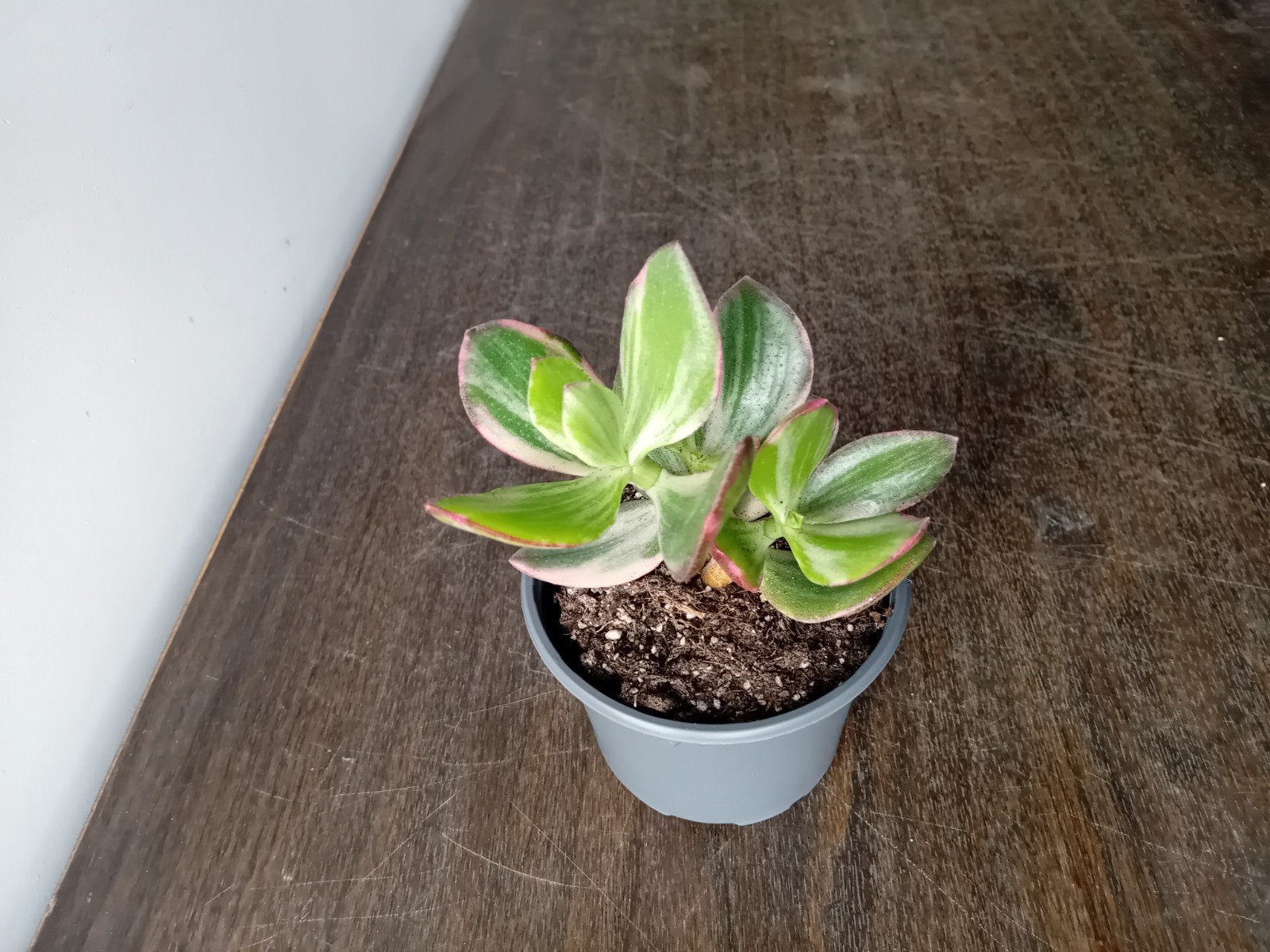 Plant 15cm zeldzame crassula ovata variegata, wit en roze, Huis en Inrichting, Kamerplanten, Ophalen, Vetplant, Halfschaduw, In pot