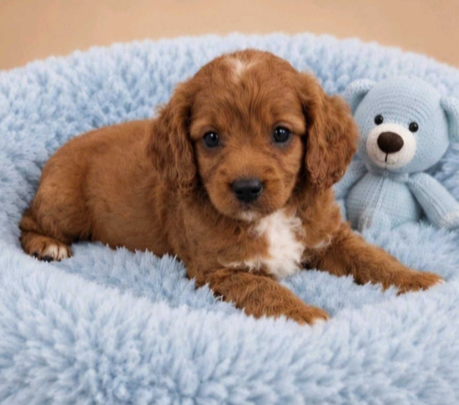 Super mooie gezonde cavapoo pups, Parvo, Overige rassen, 8 tot 15 weken, Meerdere