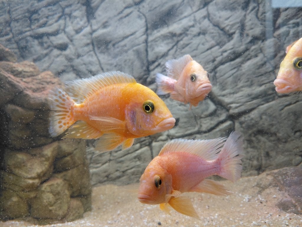 Aulonocara Fire Fish. Gezond en mooi van eigen kweek!, Dieren en Toebehoren, Vissen | Aquariumvissen, Vis, Zoetwatervis